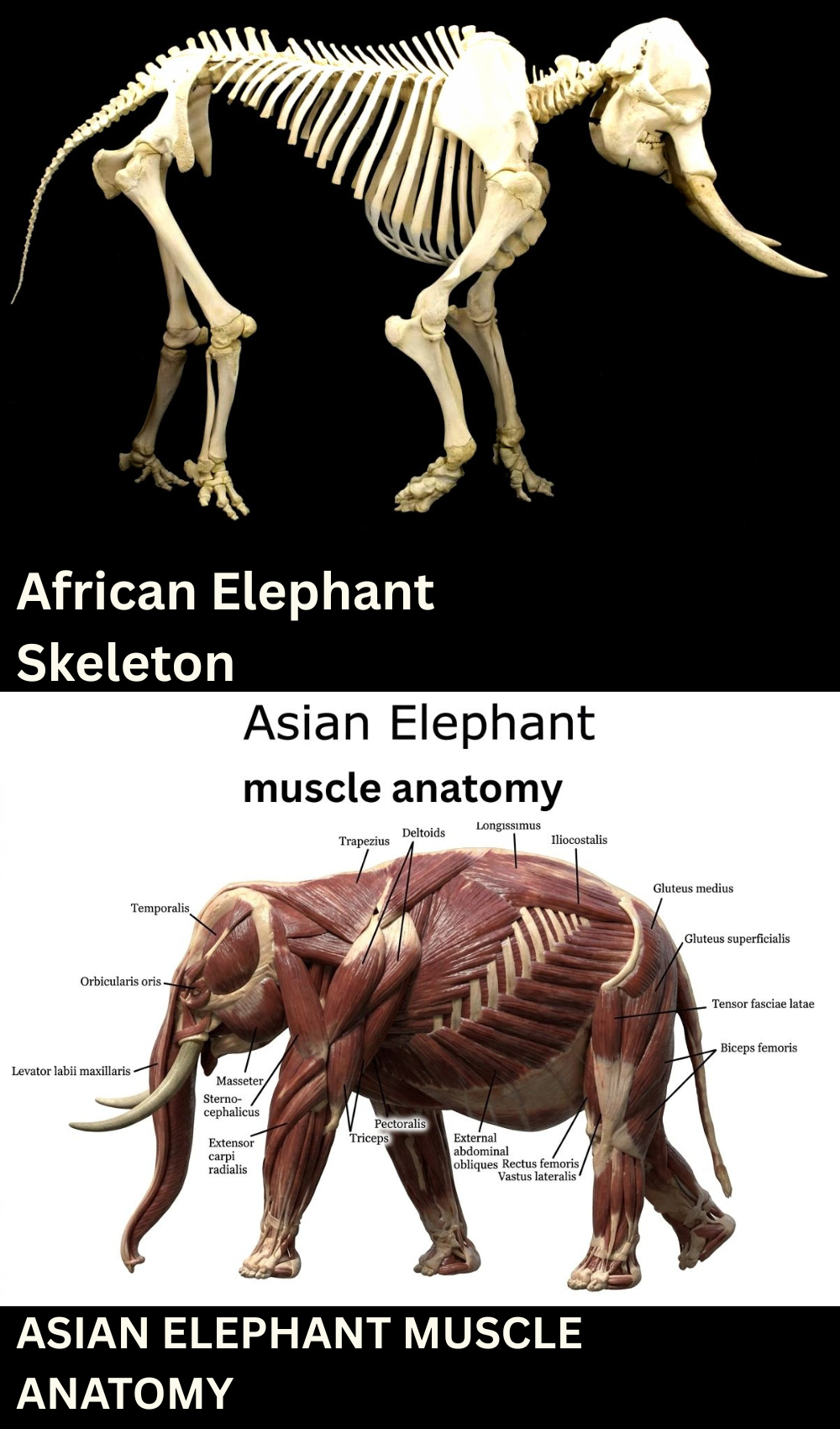 The Ultimate African Elephant Reference for Animators