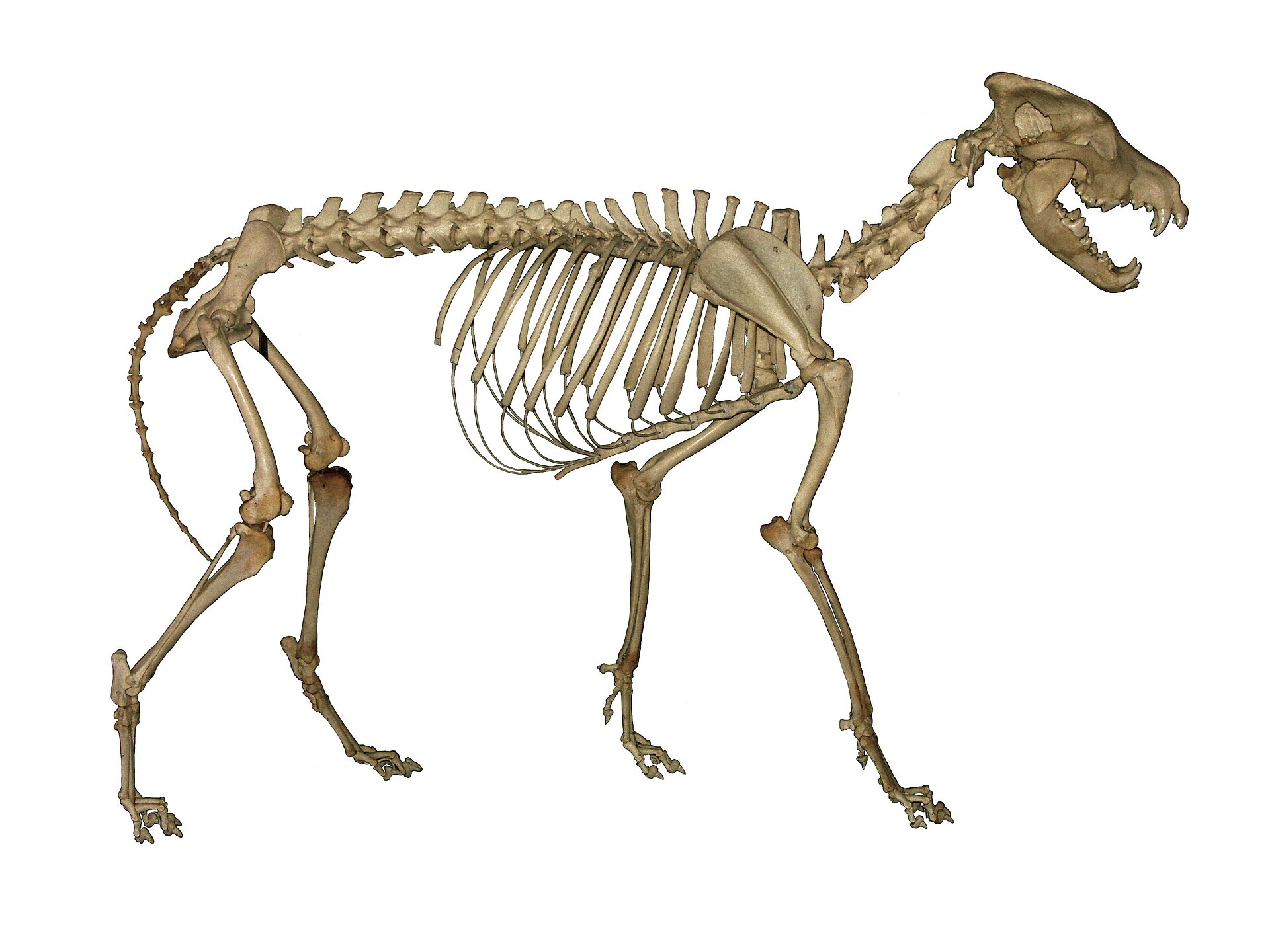 The Ultimate Wolf References for 3D Animal Animators