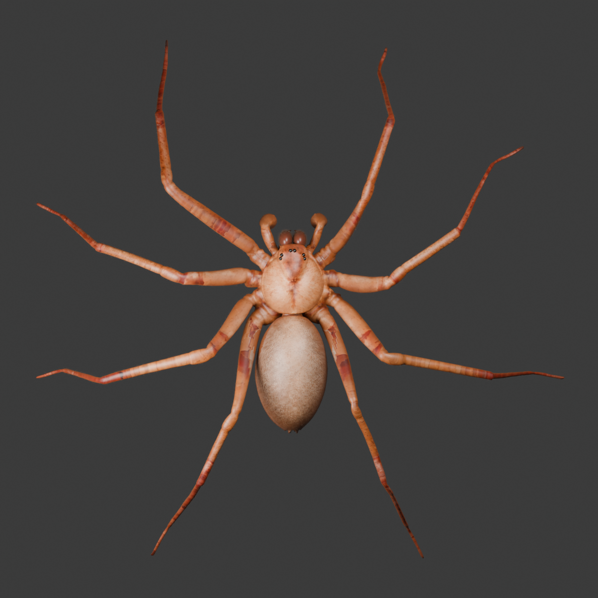 The Ultimate Valley of Mexico Recluse Spider References for 3D Animators