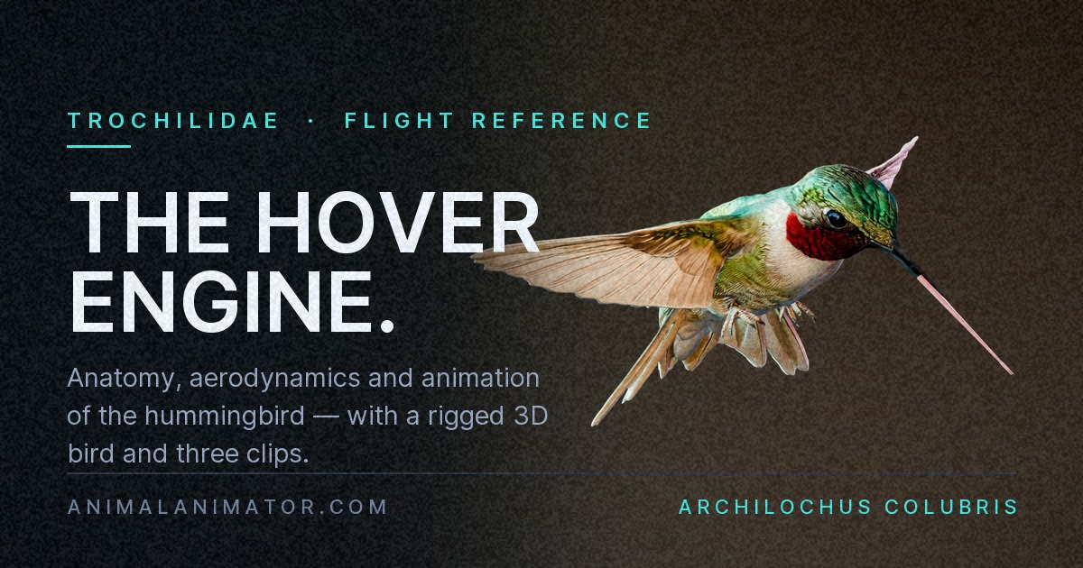 Hummingbird Flight: Anatomy of the Hover