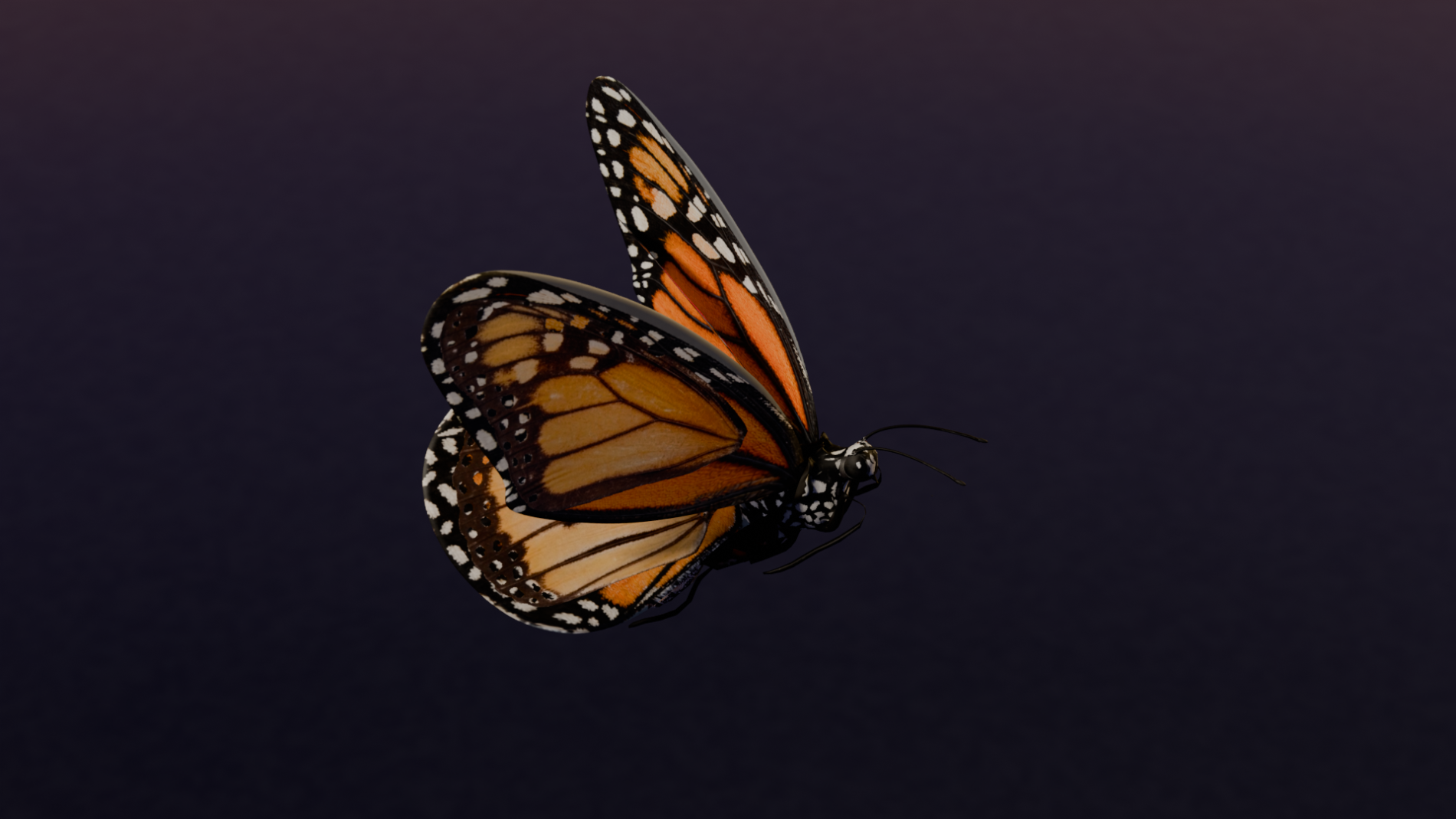 The Ultimate Monarch Butterfly References for 3D Animators