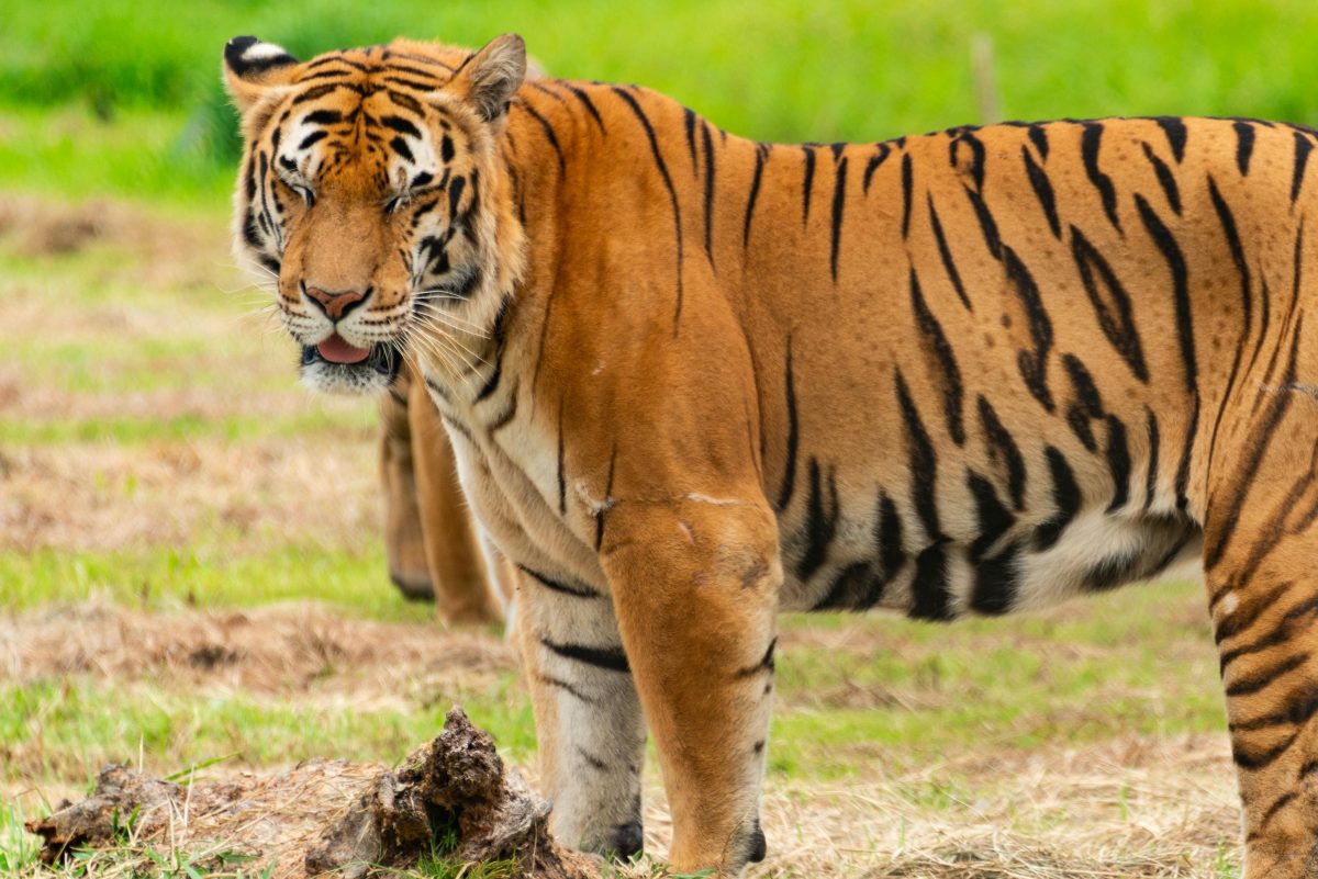Tiger-Standing-on-Grass