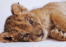 cub Lying on side