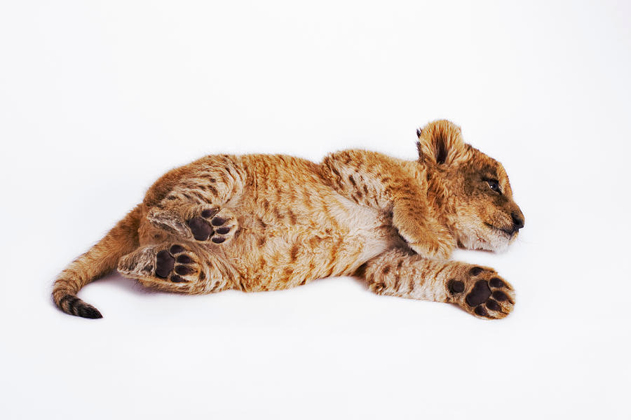 cub Lying on side