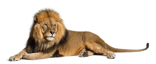 Lion male having a rest lying on side