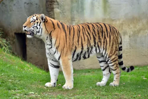A-Standing-Tiger-Smells-the-Air