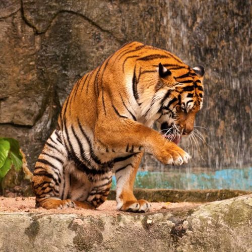 Majestic-Tiger-Standing-Tall